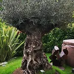 Magic Garden With Jacuzzi-pool And Luxury View *
