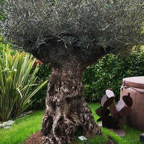 Magic Garden With Jacuzzi-pool And Luxury View *